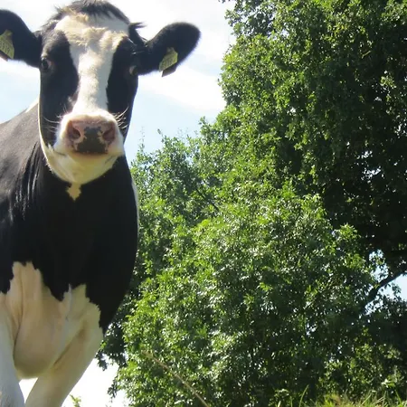 Pipowagen Minicamping De Linde * Merselo