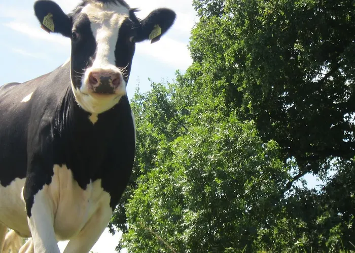 Pipowagen Minicamping De Linde * Merselo